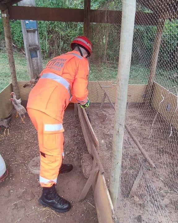 Jiboia resgatada dentro de galinheiro em chácara tinha acabado de se alimentar de uma das aves