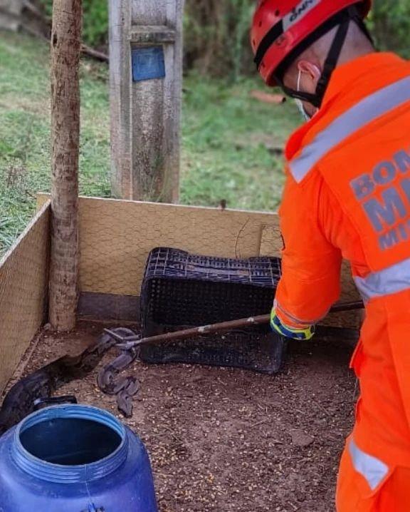 Jiboia resgatada dentro de galinheiro em chácara tinha acabado de se alimentar de uma das aves