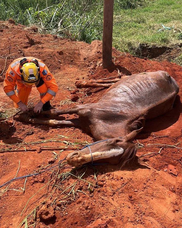 Égua que caiu em córrego foi resgatada pelo Corpo de Bombeiros de Guaxupé