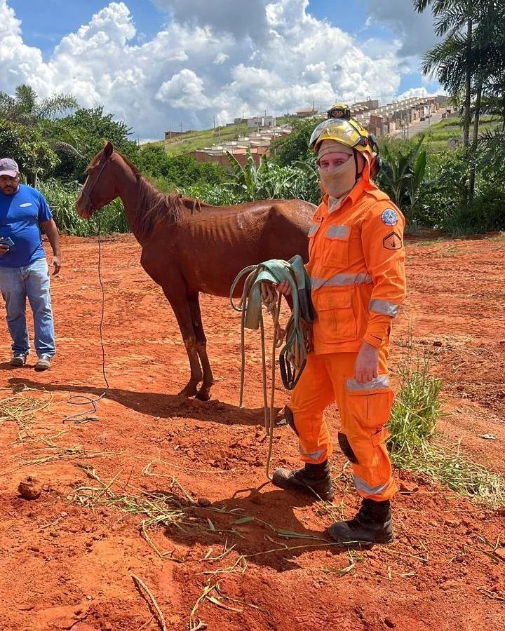 Égua que caiu em córrego foi resgatada pelo Corpo de Bombeiros de Guaxupé