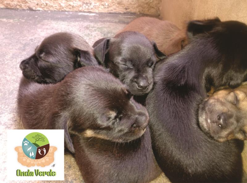 Cães e gatos resgatados pela Onda Verde precisam urgentemente de um lar