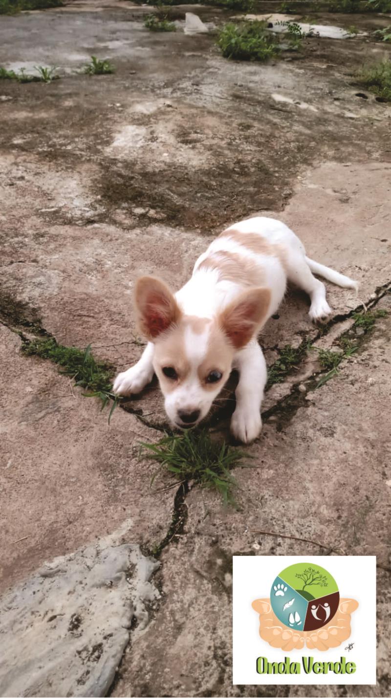 Cães e gatos resgatados pela Onda Verde precisam urgentemente de um lar