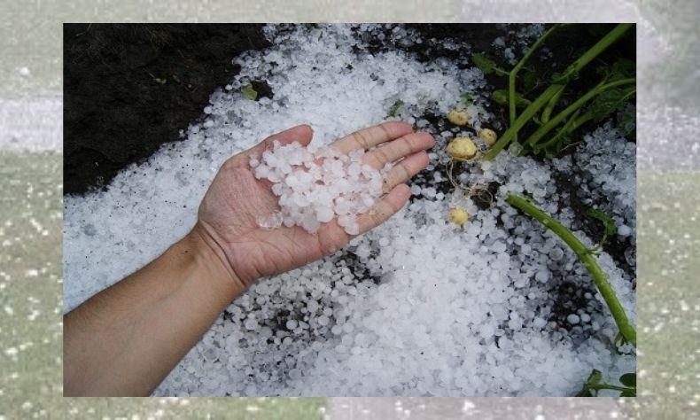 Depois de seca e geada, chuva de granizo castiga parte do parque cafeeiro em Nova Resende