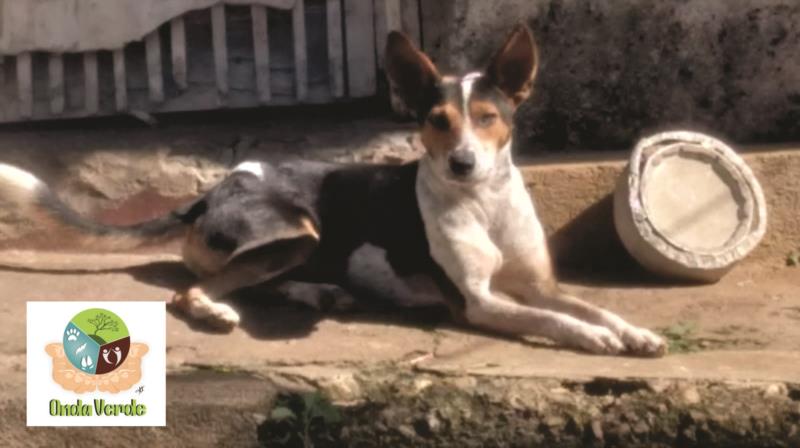 Cães abandonados pelo proprietário precisam de um novo lar