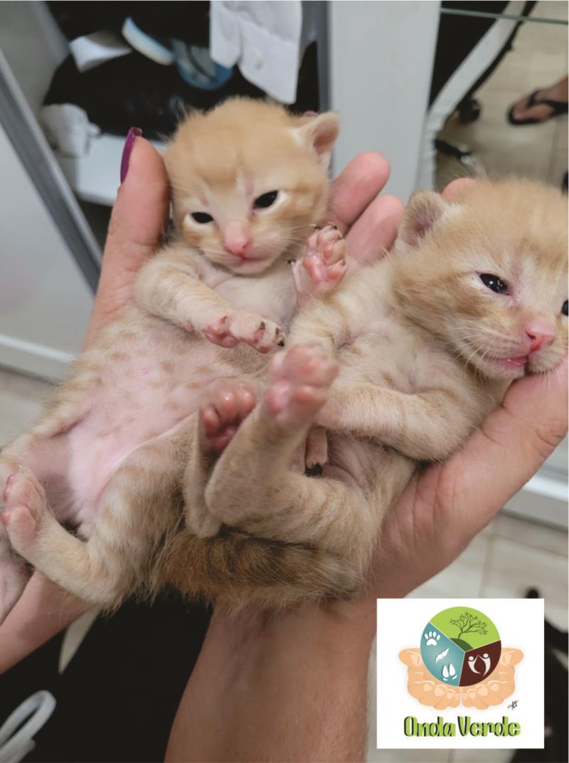 Lindos gatinhos para adoção