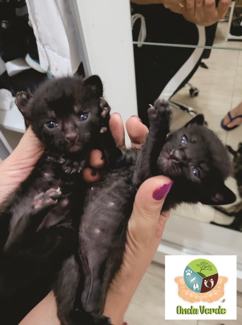 Lindos gatinhos para adoção