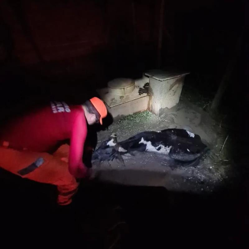 Bombeiros capturaram cascavel em Juruaia e resgataram bezerro em Guaxupé 