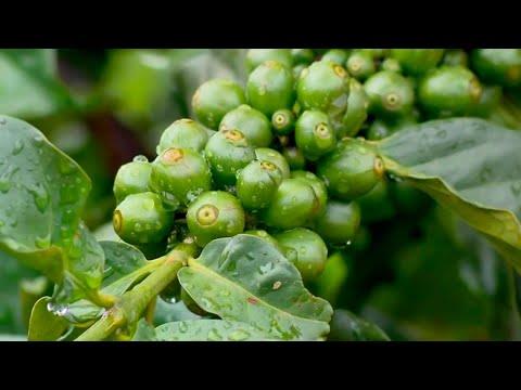 Chuvas em São Pedro da União recuperam déficit hídrico para o café, mas produtor ainda está cauteloso no mercado