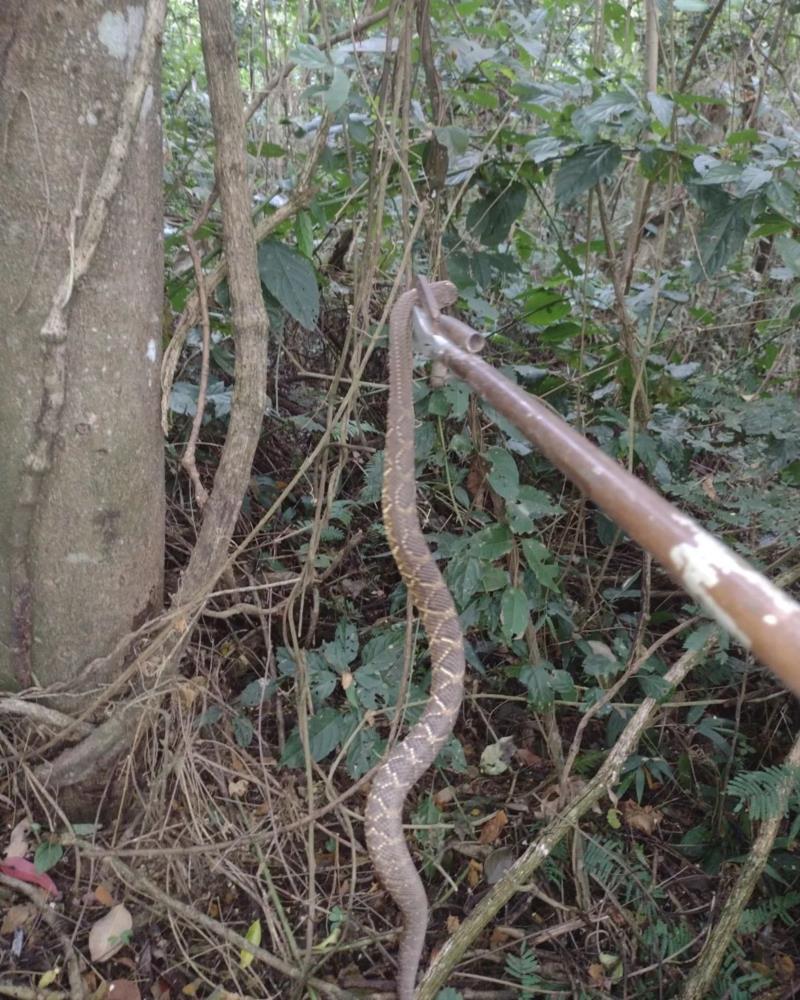 Bombeiros capturam cascavéis na Nova Floresta e Jararaca na área central de Guaxupé