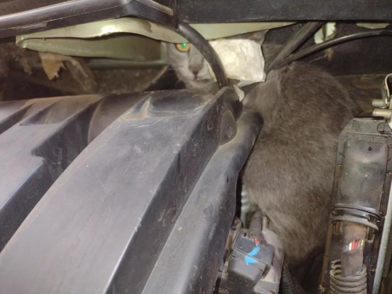 Felino preso em motor de veículo é resgatado pelos Bombeiros