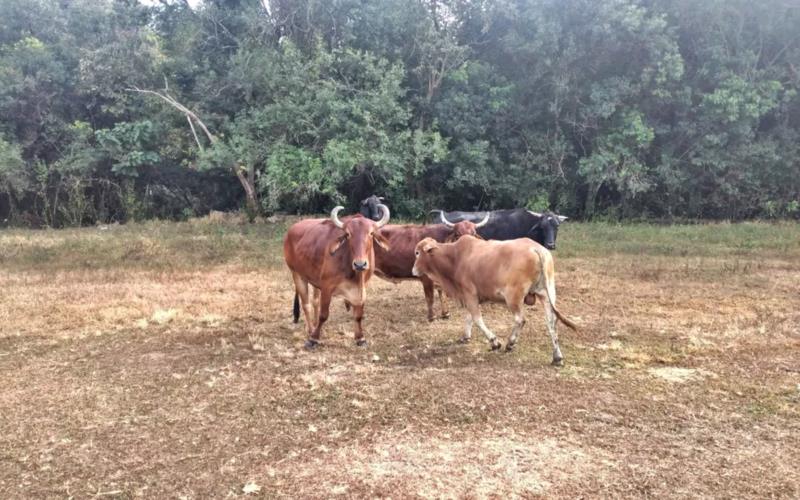 Animais furtados em Jacuí são recuperados pela PM na BR-265, em Bom Jesus da Penha