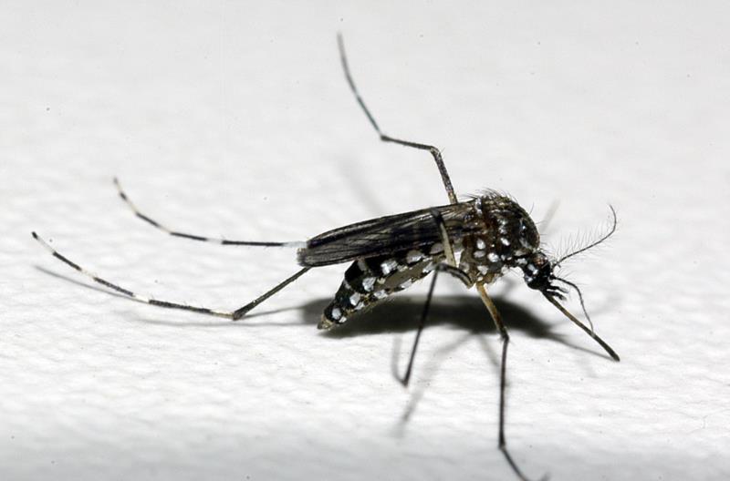 Novo teste amplia precisão do diagnóstico de dengue