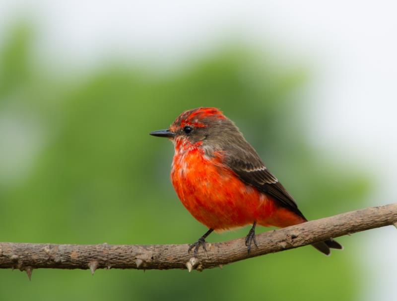 Exposição fotográfica de aves em Guaxupé inclui espécies da Mata Atlântica municipal