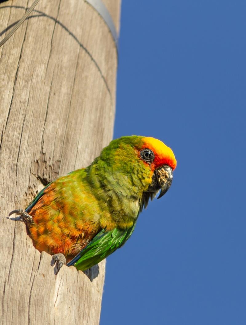 Exposição fotográfica de aves em Guaxupé inclui espécies da Mata Atlântica municipal