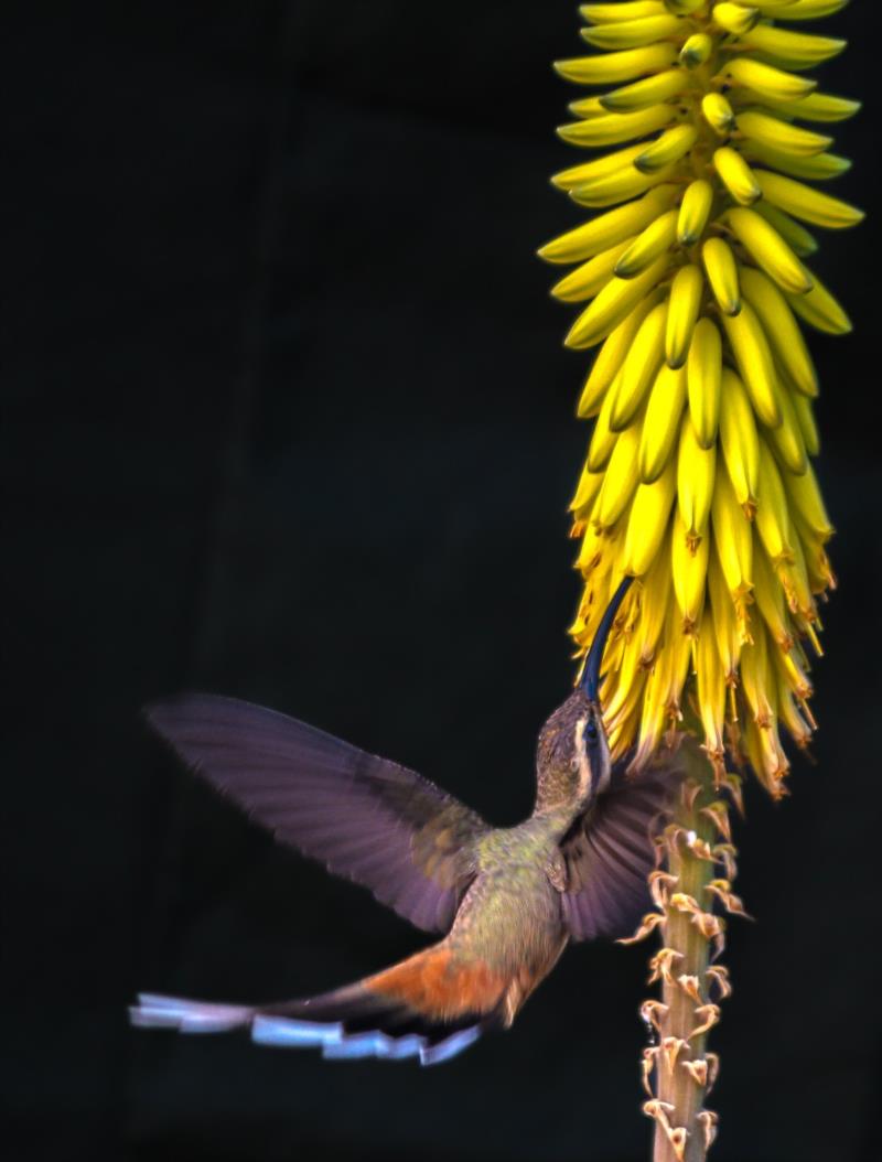 Exposição fotográfica de aves em Guaxupé inclui espécies da Mata Atlântica municipal