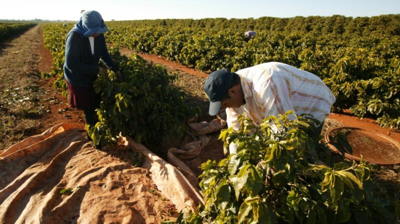 Colheita de café dos cooperados da Cooxupé segue com atraso