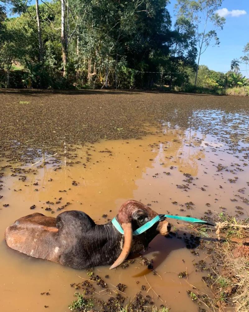 Boi cai em açude na zona rural de Guaxupé e é resgatado pelos Bombeiros