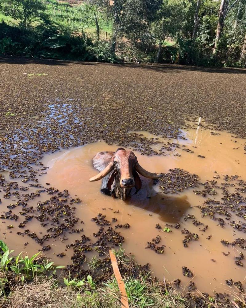 Boi cai em açude na zona rural de Guaxupé e é resgatado pelos Bombeiros