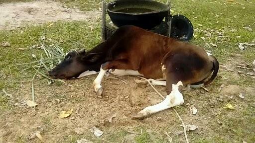 Muzambinho está com surto de raiva bovina