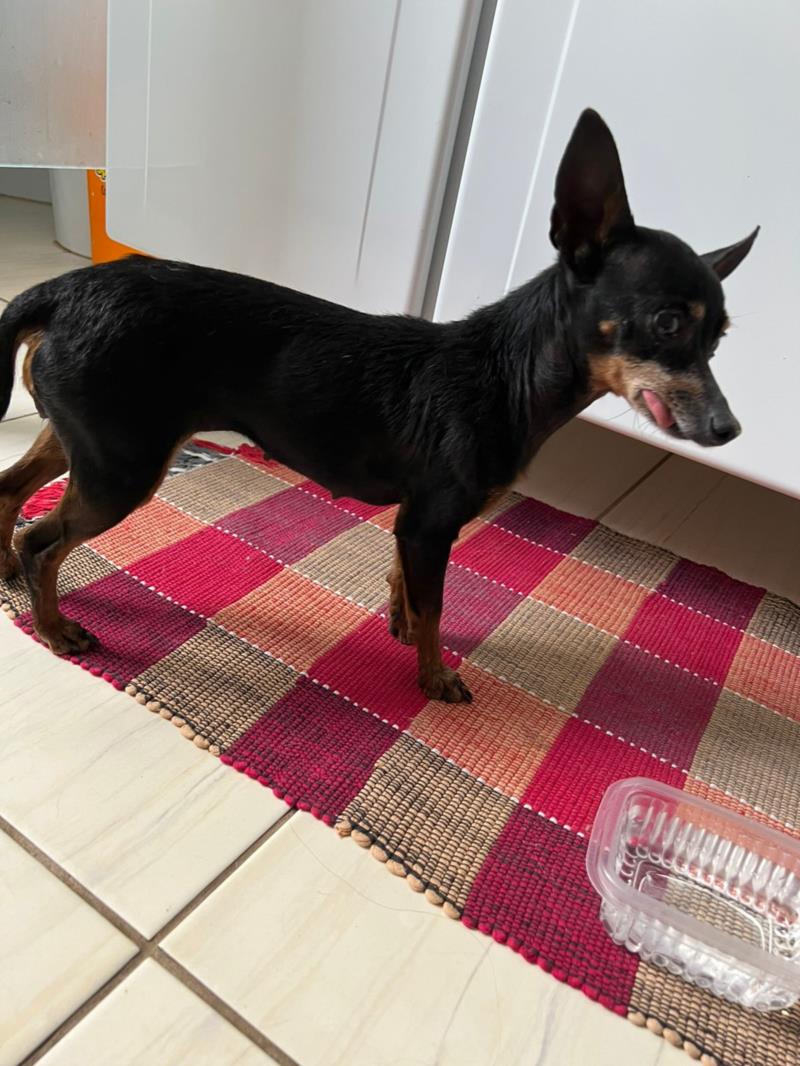 Procura-se dono de Pinscher 