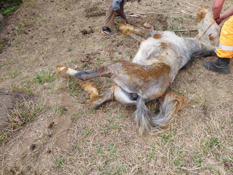 Bombeiros resgatam equino que caiu em vala na zona rural de Muzambinho 