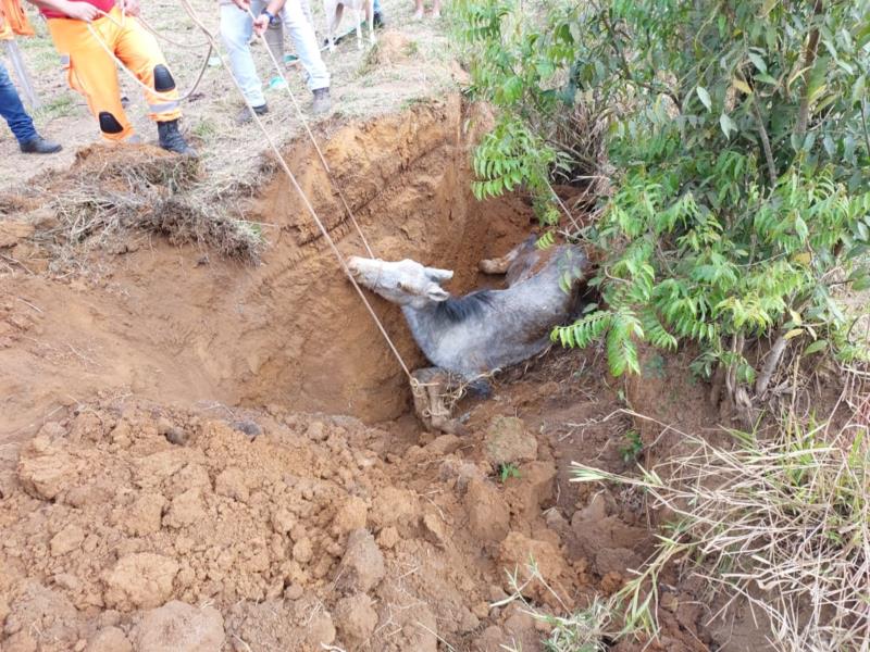 Bombeiros resgatam equino que caiu em vala na zona rural de Muzambinho 