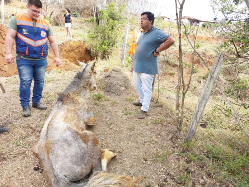 Bombeiros resgatam equino que caiu em vala na zona rural de Muzambinho 