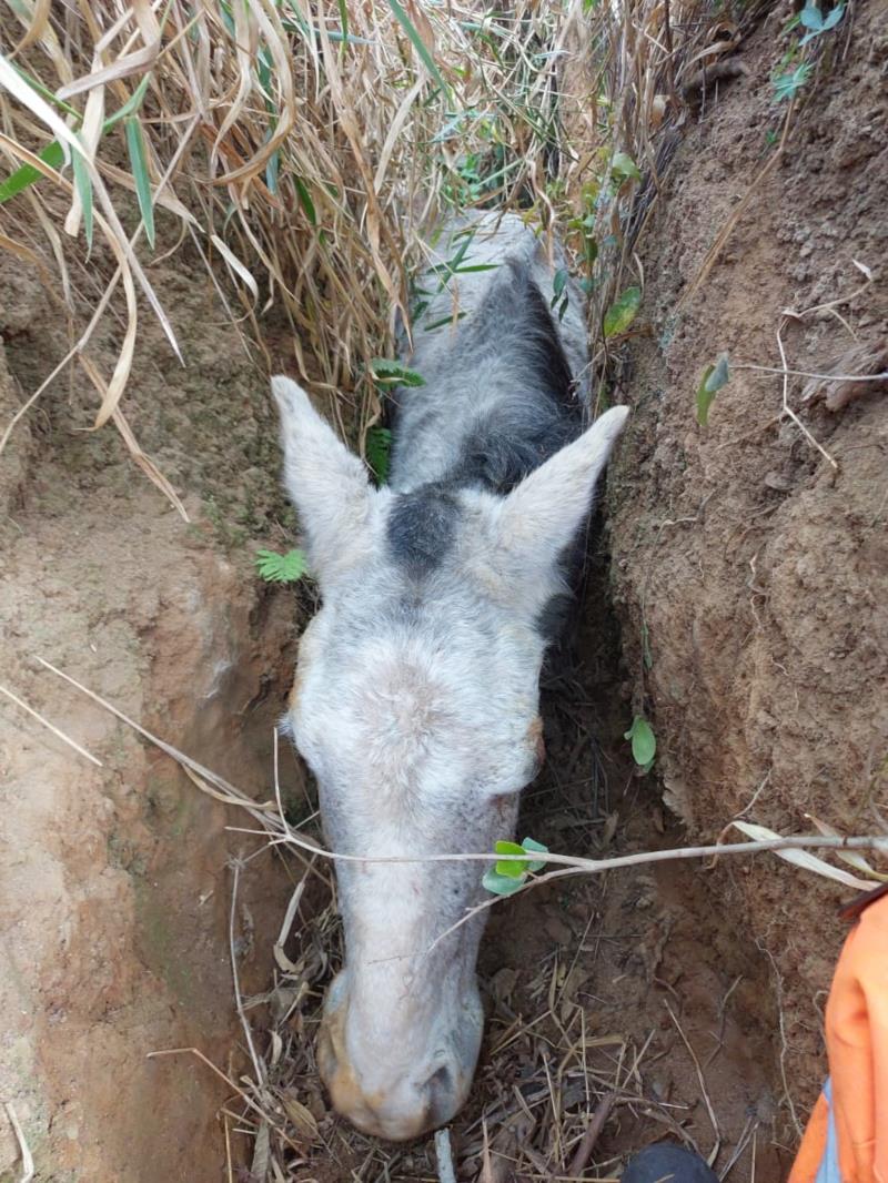 Bombeiros resgatam equino que caiu em vala na zona rural de Muzambinho 