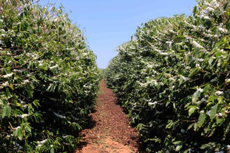 Onda de frio tardia pode trazer impactos para a agricultura