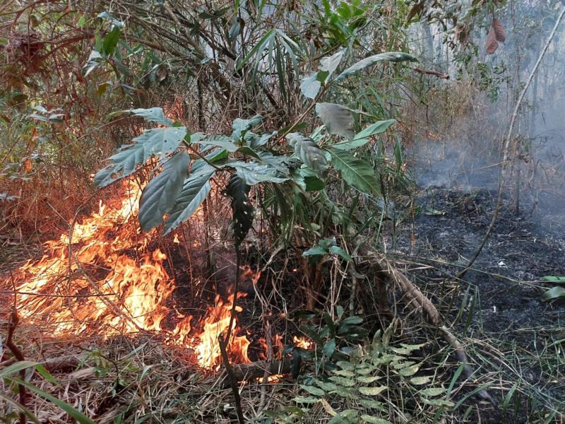 Incêndio queima 17 hectares de vegetação em Nova Resende 