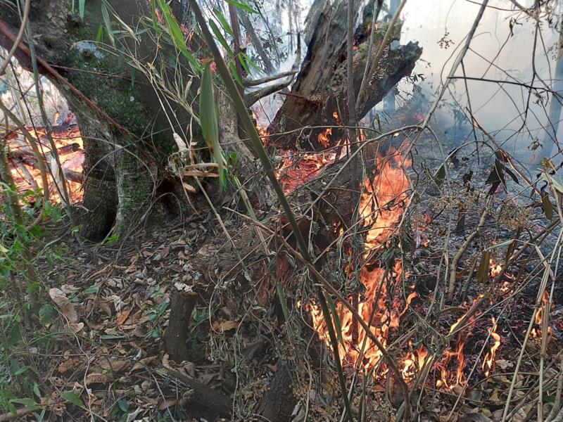 Incêndio queima 17 hectares de vegetação em Nova Resende 