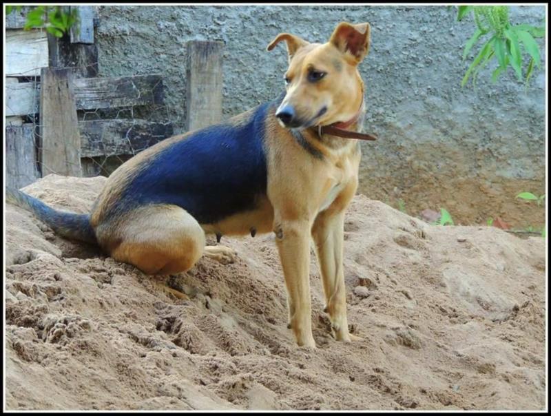 Começaram as inscrições para castrar 240 cães e gatos