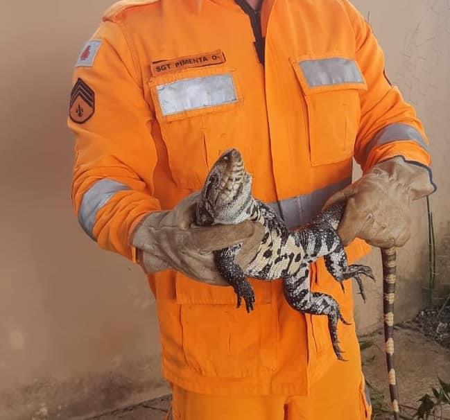 Bombeiros capturam lagarto e ouriço em Guaxupé 