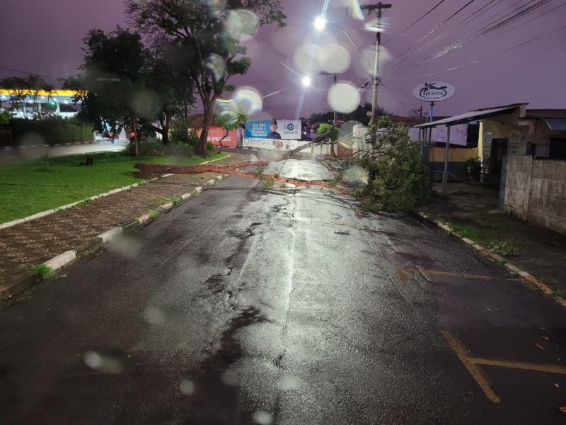 Chuva com vento forte derruba várias árvores em Guaxupé 