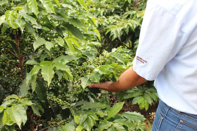 Cooxupé desenvolve programa para garantir a sustentabilidade e padronização do café perante o mercado