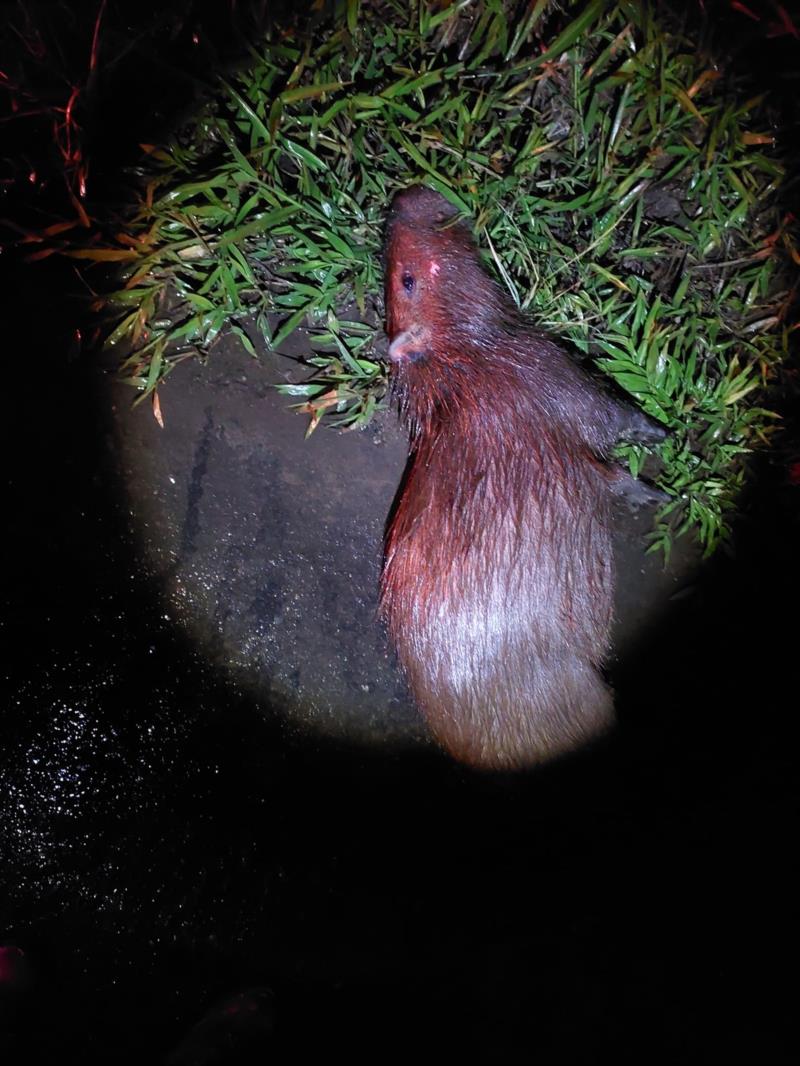 Motociclista fica ferido após atropelar capivara e cair da motocicleta na BR-491