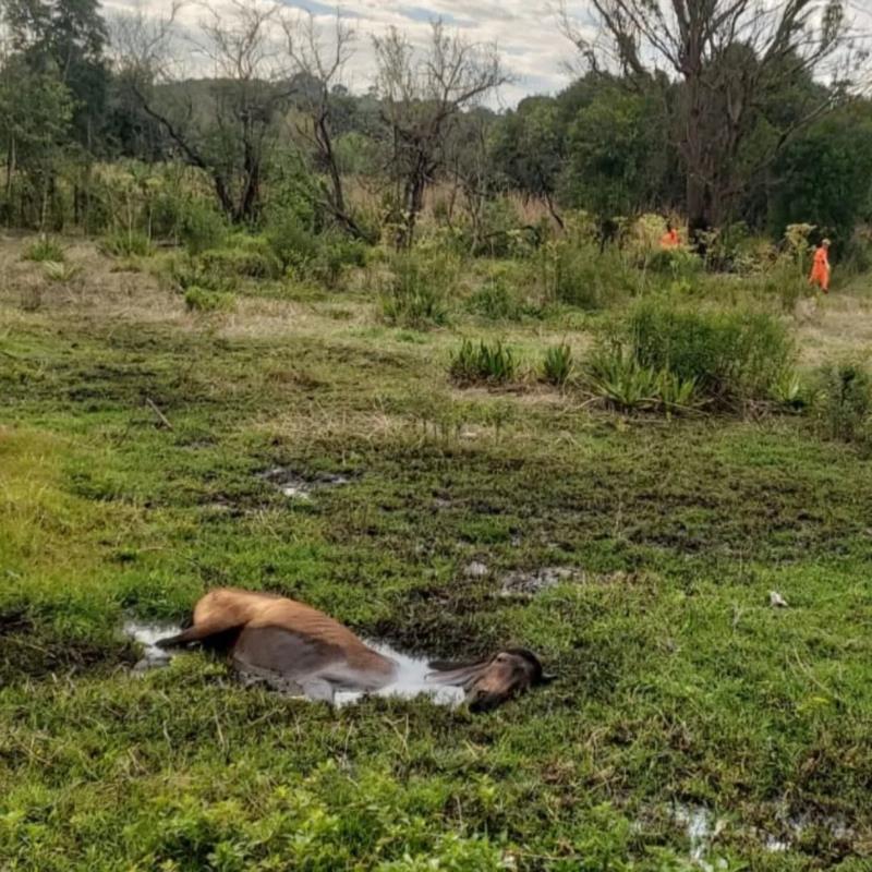 Cavalo é resgatado de lamaçal no bairro Bebedouro, em Guaxupé