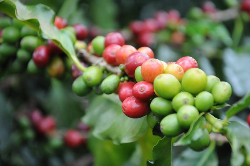 Inscrições para o Concurso Estadual de Cafés de Qualidade de Minas terminam no dia 8 de setembro