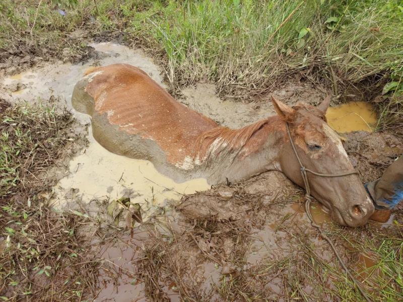 Mais uma égua atolada em lamaçal foi resgatada pelos bombeiros em Guaxupé 