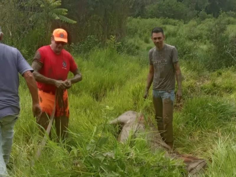 Mais uma égua atolada em lamaçal foi resgatada pelos bombeiros em Guaxupé 