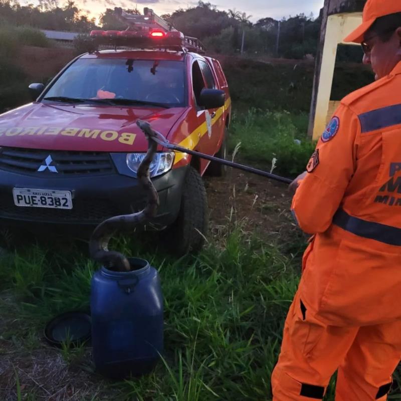 Jiboia de grande porte é capturada próximo ao trevo do Japi, na zona rural de Guaxupé 