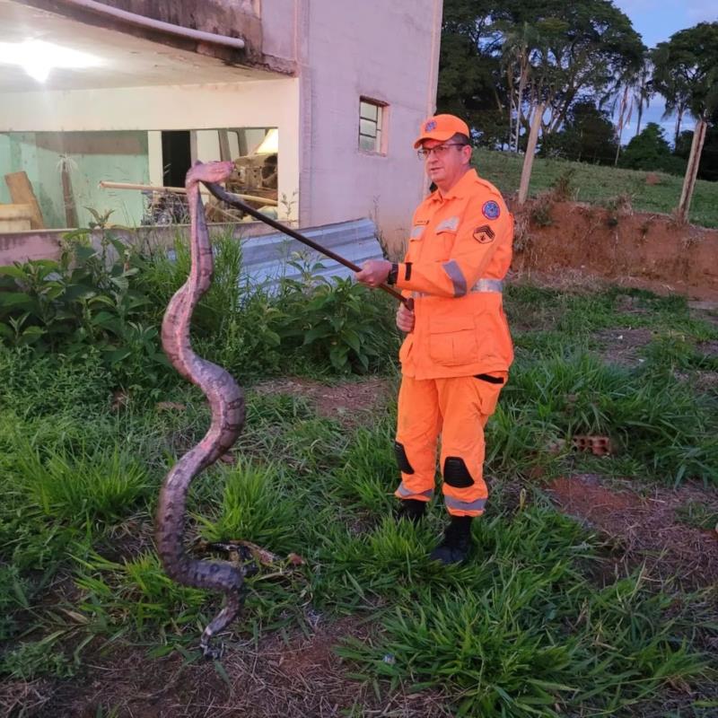 Jiboia de grande porte é capturada próximo ao trevo do Japi, na zona rural de Guaxupé 