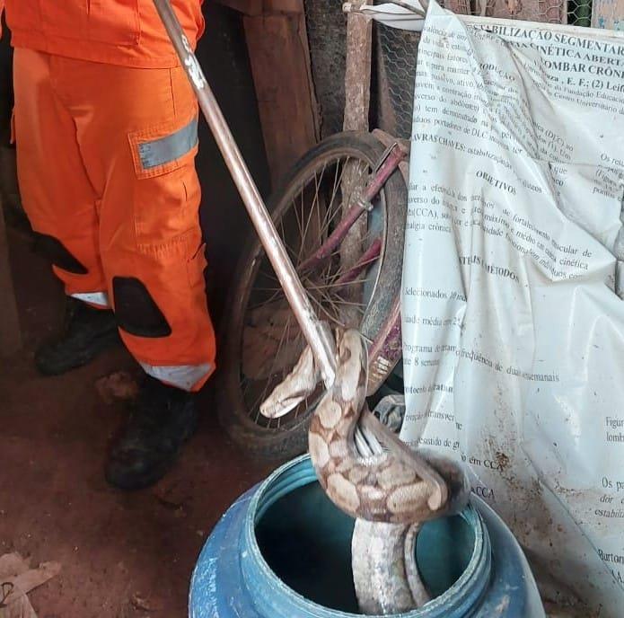 Jiboia é capturada dentro de galinheiro no bairro Tomateiros 