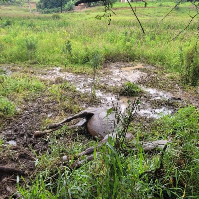 Bombeiros resgatam cavalo de lamaçal na zona rural de Guaxupé 