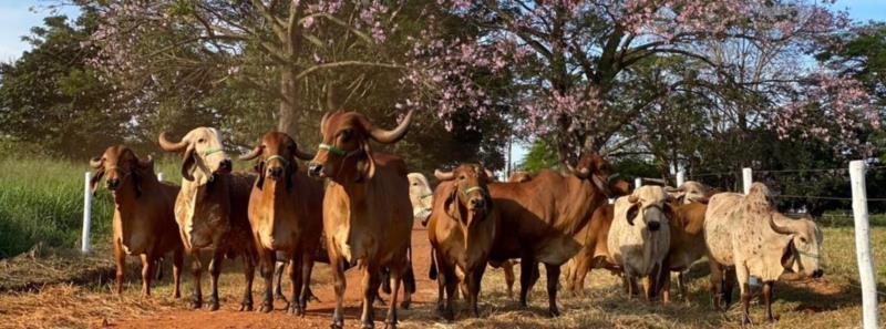 Minas Gerais supera meta de cobertura vacinal contra febre aftosa em 2022