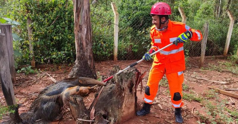 Bombeiros resgatam várias espécies animais em Guaxupé e Muzambinho 