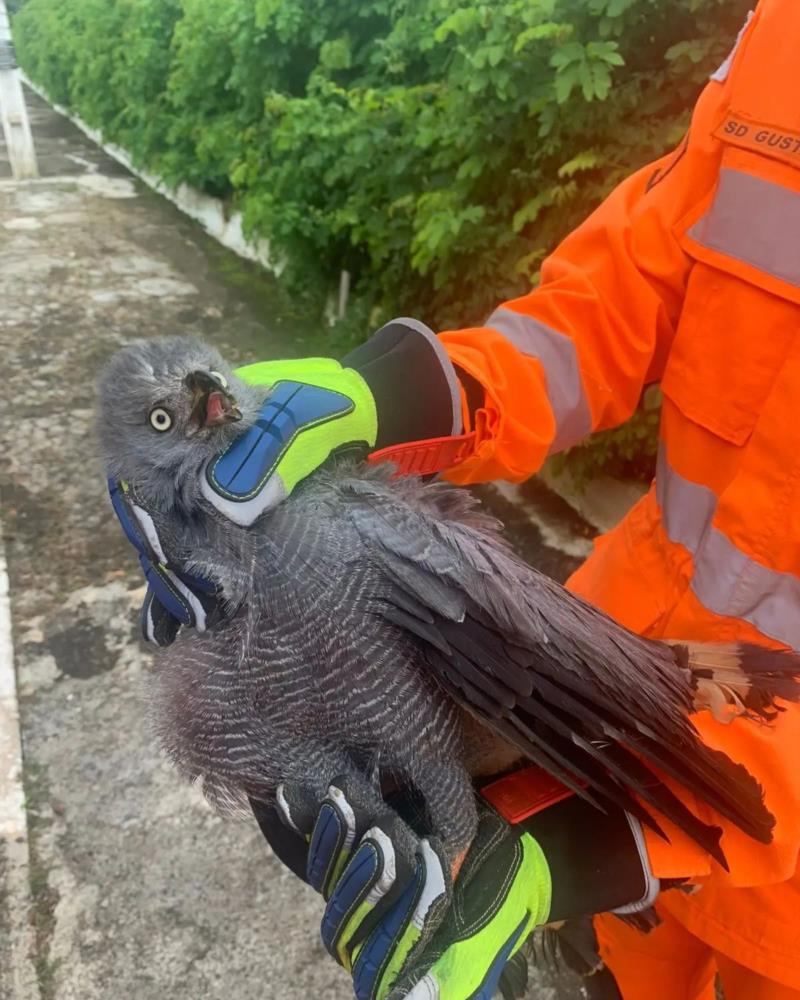 Bombeiros resgatam várias espécies animais em Guaxupé e Muzambinho 