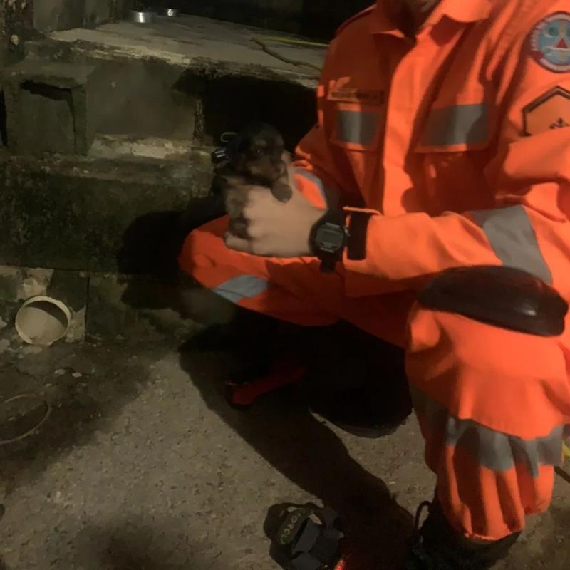 Bombeiros resgatam várias espécies animais em Guaxupé e Muzambinho 