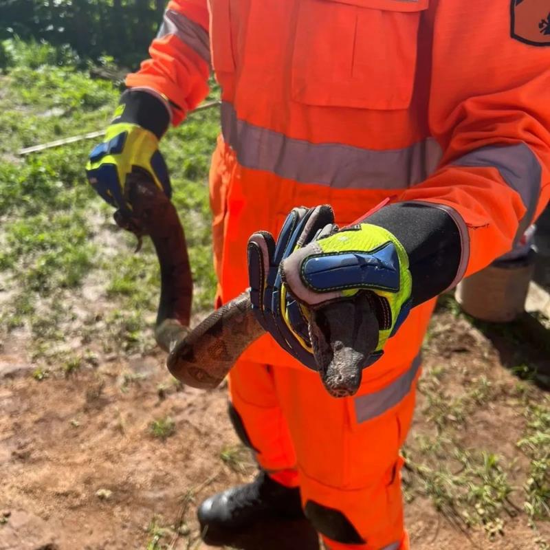 Jiboia e cavalo atolado em lamaçal foram resgatados pelos bombeiros neste sábado 