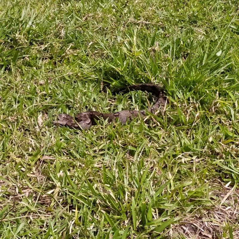 Bombeiros capturam Jiboia no Jardim Renovação, em Guaranésia 